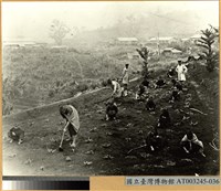 藏品(蕃童教育所實驗農耕)的圖片